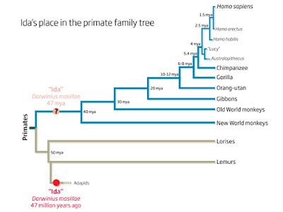 Farrell Family Tree