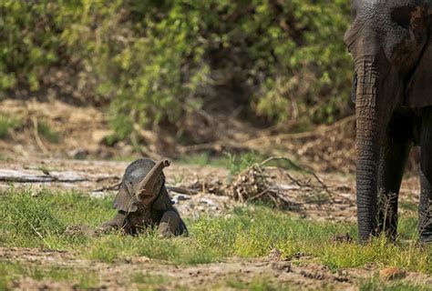 Baby African Elephant Playing | Namibia | Photo taken of bab… | Flickr