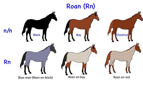 Horse Genetics 2.0: Colours | Laboratoire de génétique vétérinaire