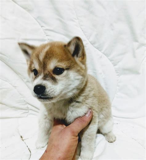 Shiba Inu Puppies For Sale | Goshen, IN #287098 | Petzlover