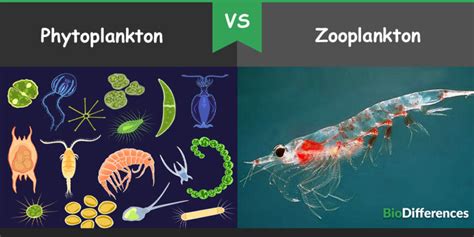 Difference Between Phytoplankton and Zooplankton – Bio Differences