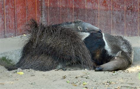 A baby anteater was born | Zoo in the heart of Budapest