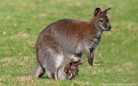 Interesting facts about wallabies | Just Fun Facts