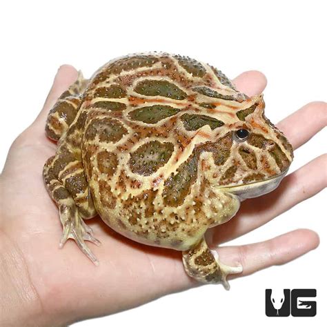 Lemon Albino Pacman Frog For Sale - Underground Reptiles