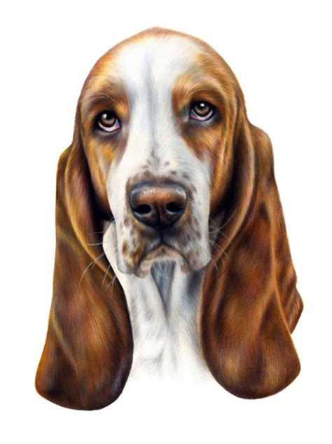 Basset Hound colored pencil drawing ORIGINAL Art by Kerli | Etsy