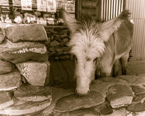 Oatman, Arizona Burros - Tales from the Backroad