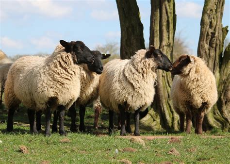 Free Images : nature, grass, field, farm, countryside, animal, wildlife, rural, young, spring ...