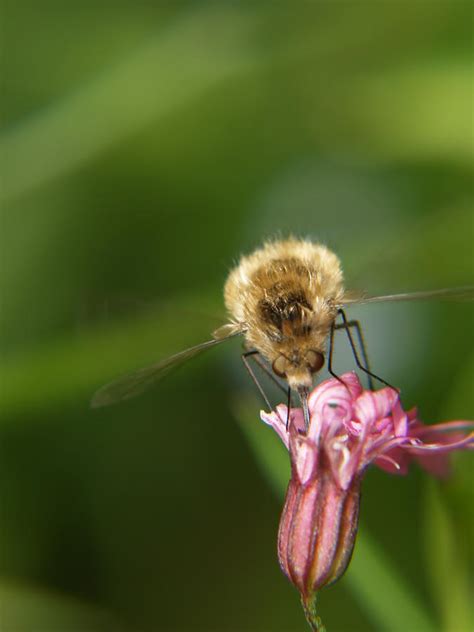 Hummingbird Bee by Henry Clayton