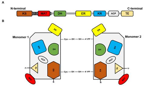 Molecules | Free Full-Text | Fatty Acid Synthase: An Emerging Target in Cancer