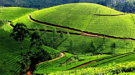 Kolukkumalai Tea Estate, India – World’s Highest Tea Estate