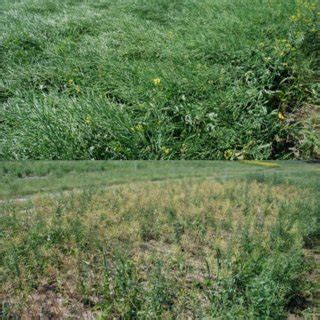 Above-ground symptoms as affected by clubroot. A: 0 -a normal crop ...