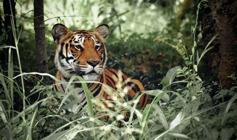 Why Are The Malayan Tigers Endangered? - Save The Malayan Tiger