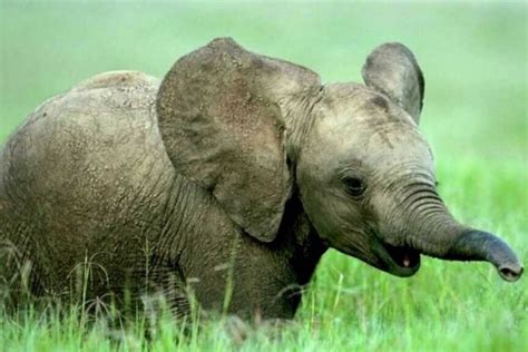 Los 10 animales en peligro de extinción según la WWF - VeoVerde | Nueva ...