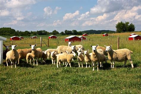 Sheep Farm. Agriculture Background. Stock Image - Image of clouds, landscape: 42772515