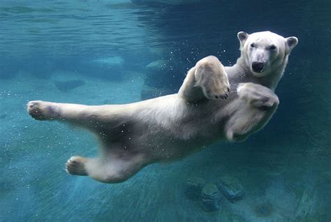 Swimming Polar Bear Pictures, Photos, and Images for Facebook, Tumblr, Pinterest, and Twitter