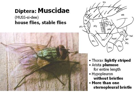 Diptera: flies