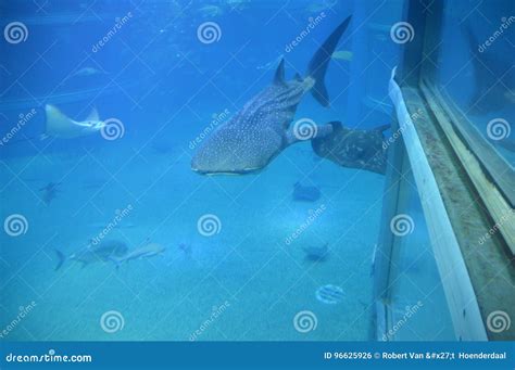 Whale Shark at the Osaka Aquarium Editorial Photo - Image of shark ...