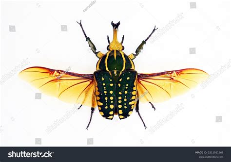 Green Beetle Wings Isolated On White Stock Photo 2211911567 | Shutterstock