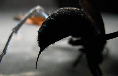 Tarantula hawks: the most painful wasp sting in the world explained (2024)