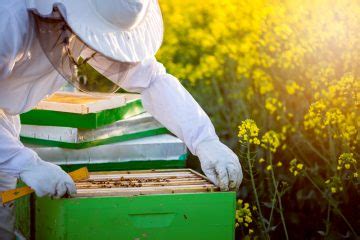 The Beekeeping Equipment You Need to Own