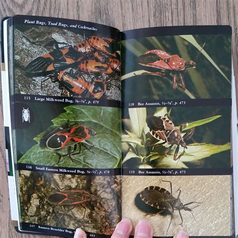 How to Make an Insect Collection (step-by-step photos)