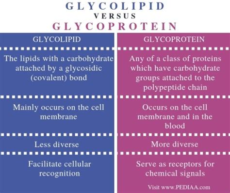 What is the Difference Between Glycolipid and Glycoprotein - Pediaa.Com