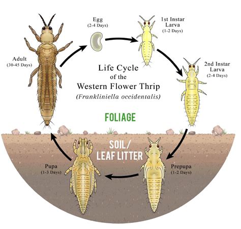 onion thrips life cycle - Arouse Online Diary Pictures Library