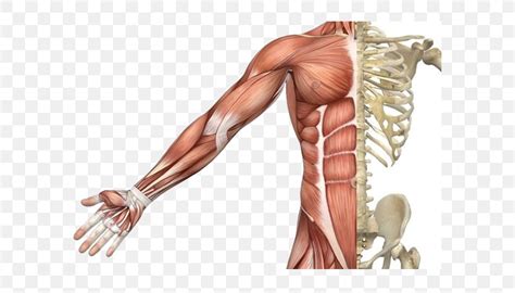 Skeletal Muscle Muscular System Human Skeleton Human Body, PNG ...