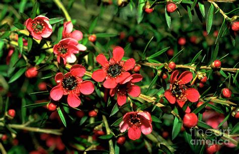 Leptospermum Scoparium. Photograph by Rosemary Greenwood/science Photo Library - Fine Art America