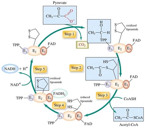 Pyruvate dehydrogenase : Fate of Pyruvate after Glycolysis