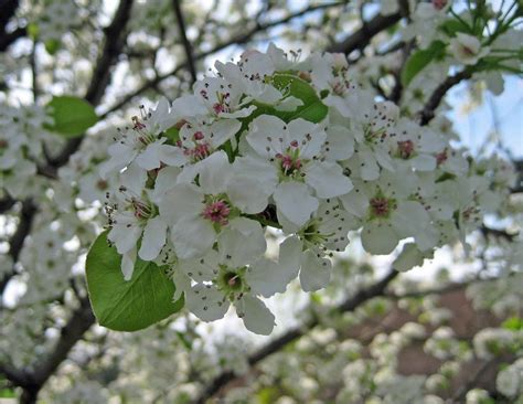 Enjoy Flowering Pear Trees From Afar - Carol J. Michel - Author and ...