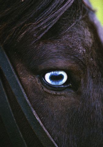 28 best Eye Color images on Pinterest | Horses, Beautiful eyes and Eye color