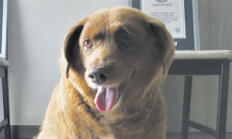 World’s Oldest Dog Ever Dies In Portugal, Aged 31 | Focus Newspaper