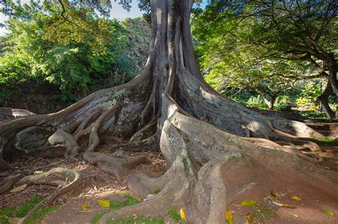 Moreton Bay Fig Tree From Jurrasic Park Photograph by Sam Amato