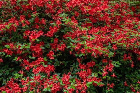 How to Grow and Care for 'Stewartstonian' Azalea Shrubs