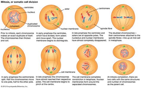 Cell Division by Mitosis | All stages of mitotic cell division