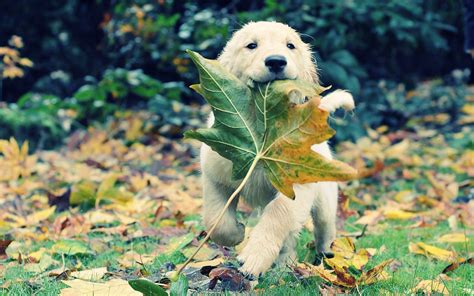 Autumn Dog Leaves wallpaper | 1920x1200 | #11439