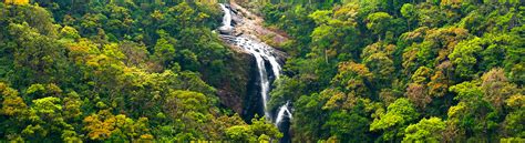 Sinharaja Rain Forest in Sri Lanka | Sinharaja Forest Reserve