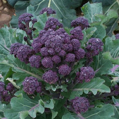 Broccoli Early Purple Sprouting - Veg: A - D - Busy Bee Garden Centre