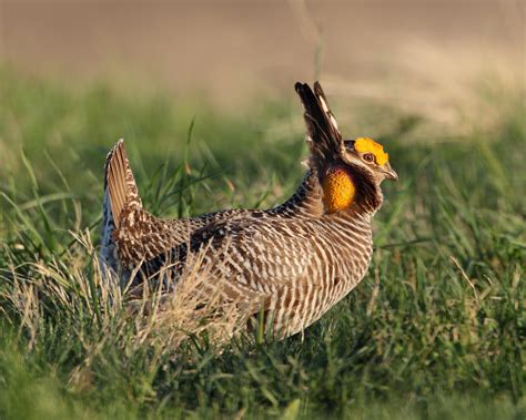 State-Endangered Greater Prairie-Chickens’ Unique Mating Dance to be ...