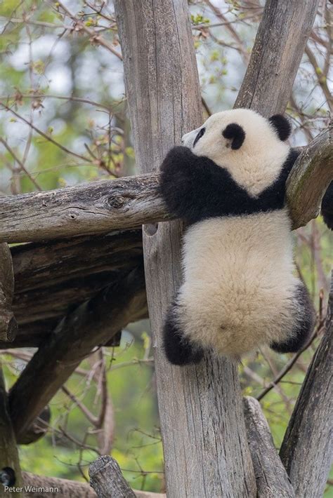 Giant Panda, cub climbing in a tree | Baby panda bears, Cute wild animals, Cute baby animals