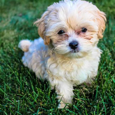 23 Shih Poo Haircuts That Will Melt Your Heart