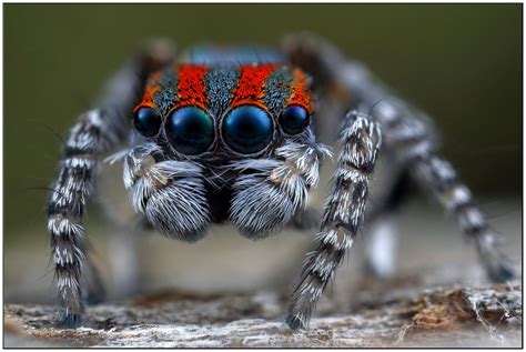 Maratus volans - (peacock spider) 4mm in size. | Weird insects, Spider, Jumping spider