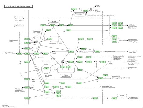 KEGG PATHWAY: Oxytocin signaling pathway - Homo sapiens (human)