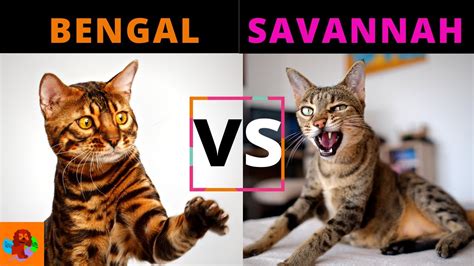 Bengal Cat Size Compared To Domestic Cat