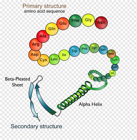 Proteinstruktur Proteinfaltung Biologie, Wissenschaft, Aminosäure, Bereich, Kunst png | PNGWing