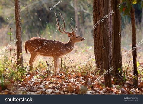 3,392 Indian Spotted Deer Images, Stock Photos & Vectors | Shutterstock