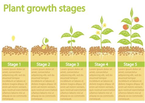 Pflanzen wachsen infografik. prozess des pflanzenwachstums. pflanzen wachstumsphasen. | Premium ...