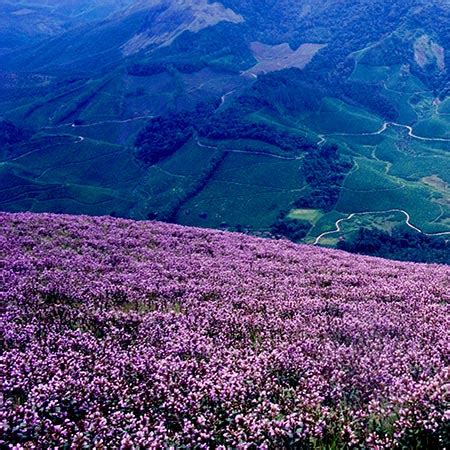 Photographs of Neelakurinji flowers | Neelakurinji Phenomenon