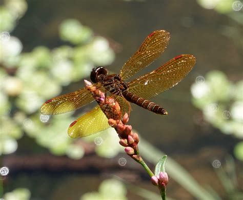 Odonata Update | Backyard and Beyond